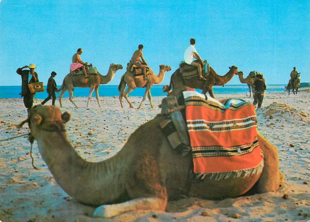 Plage de Hammamet — Promenade en chameau — Carte postale de la Tunisie - Recto