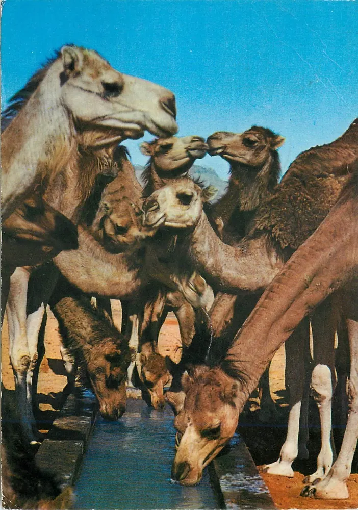 Camelos bebendo — Tunísia — editor KAHIA, n° 1590 - Frente