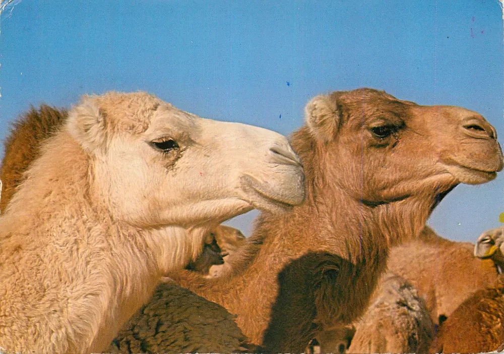 Camelotes — Zuid-Tunesië : De Blonde en de Bruine — Edities Tamy, Tunesië - Voorkant