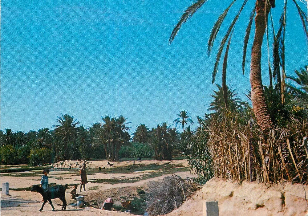 गाबेस के ओएसिस — तुनीशिया — एडीशन रेकूई, चमम - आगे