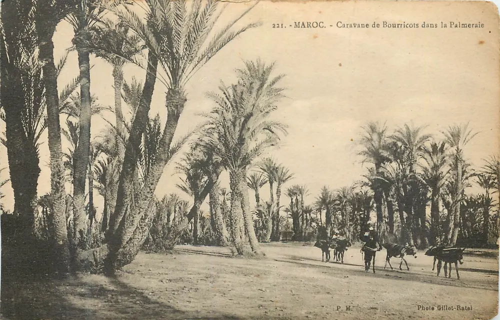 Caravane de Bourricots dans la Palmeraie — Maroc — Photo Gillot-Ratel - Recto