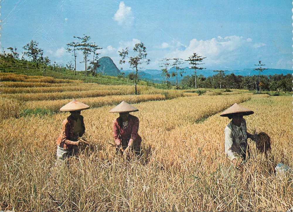 Terrassenreisfelder in West-Java — Verlag 3rd MASTER, Serie AM-019 - Vorderseite
