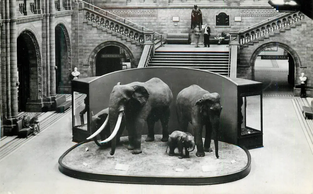 Familia de elefantes en vitrina — British Museum (Natural History) — Central Hall - Anverso