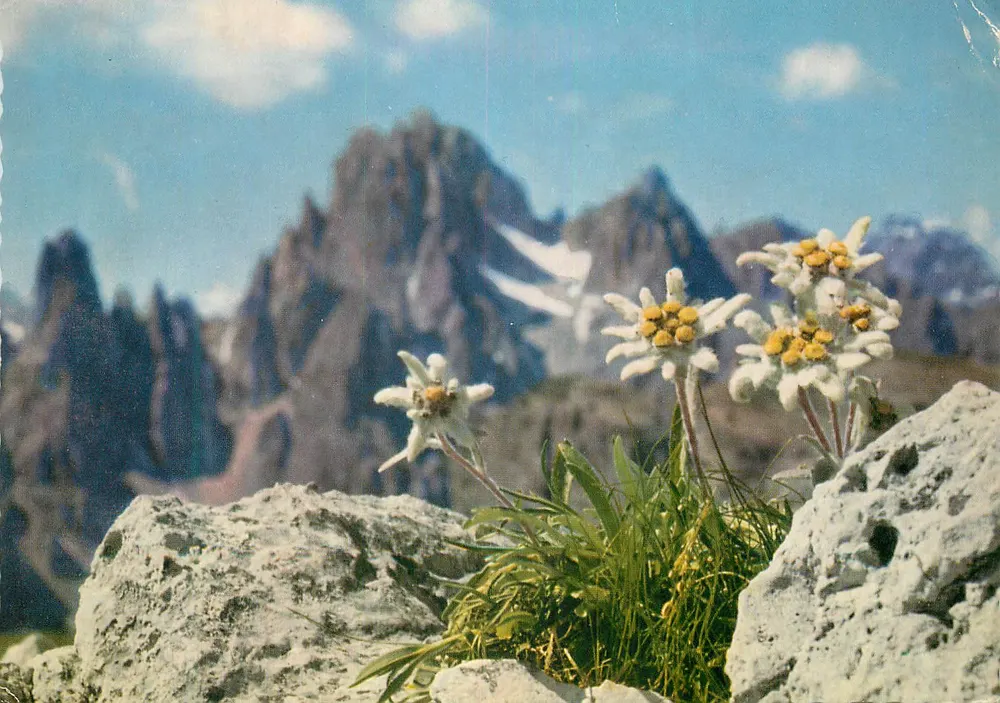 Alpes italiennes — fleurs d’edelweiss au pied de pics enneigés — Alpenverlag Wels, n° 8236 - Frente