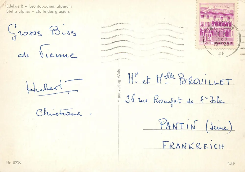 Alpes italiennes — fleurs d’edelweiss au pied de pics enneigés — Alpenverlag Wels, n° 8236 - Verso