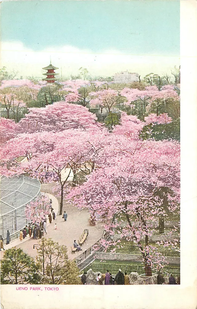 Parque Ueno, Tóquio — Flor de cerejeira — Japanese Government Railways - Frente
