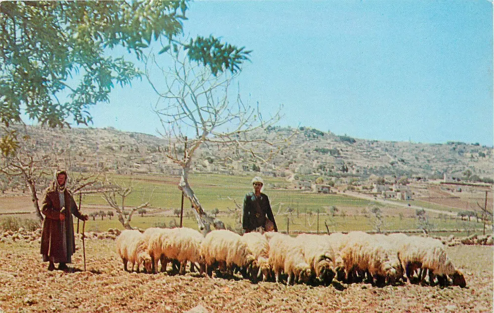 Schäferfeld — Aussicht auf Bethlehem im Hintergrund — George Albina, Jordan, n° 50811-B - Vorderseite
