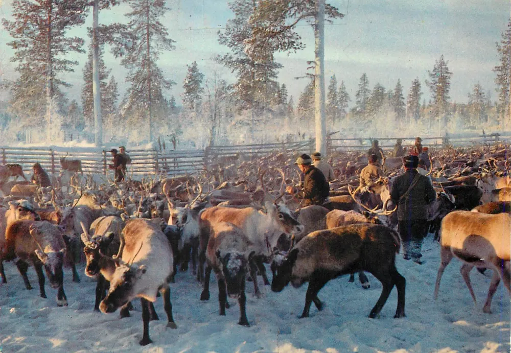 Porojen Lappia — Renar i Lappland — grako - Vorderseite