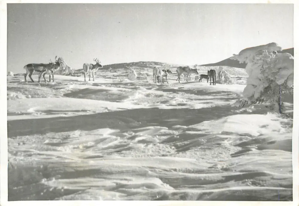 Rennes coperto di neve — Laponia — editore Ovaskainen - Recto