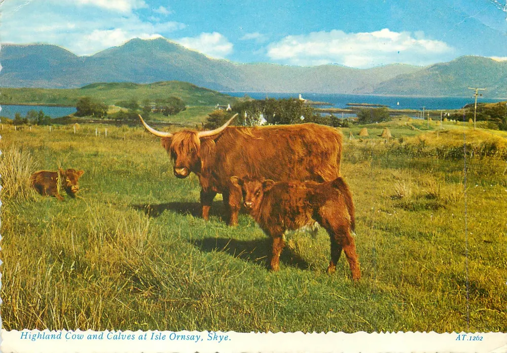 Highland-Kuh und Kälber auf der Insel Ornsay, Skye — AT.1262 — Valentine Printers & Publishers - Vorderseite