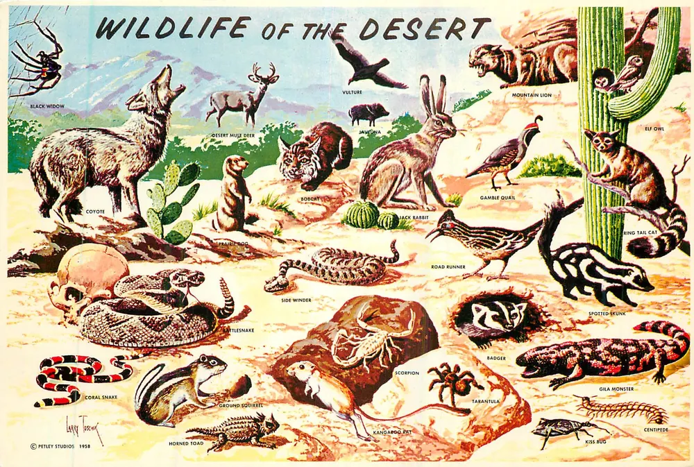 Wildlife of the Desert — Petley Studios, Serie K-999-C - Vorderseite