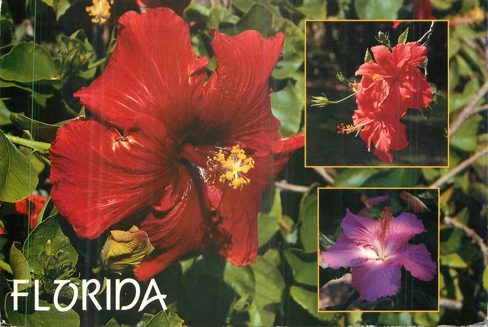 Flores da Flórida — Hibisco — Edição Scenic Florida Dist. - Frente
