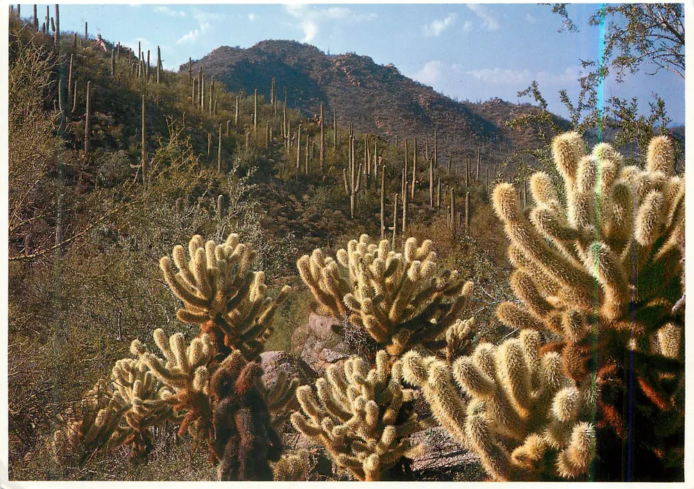 Cholla typu miękkie mięso — Arizona — wydawca IMPACT, nr 2056 - Awers