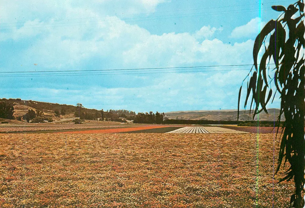 Lompoc, Califórnia — campos de sementes de flores — Hi-Lite Card n°142372 - Frente