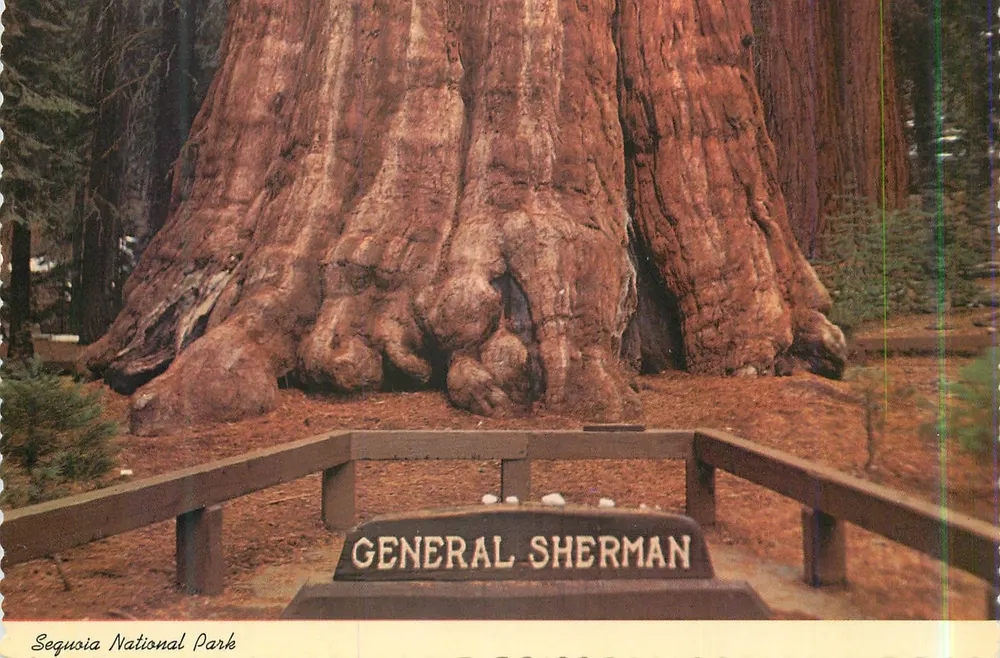 General Sherman — Parque Nacional Sequoia — International Post Card - Frente