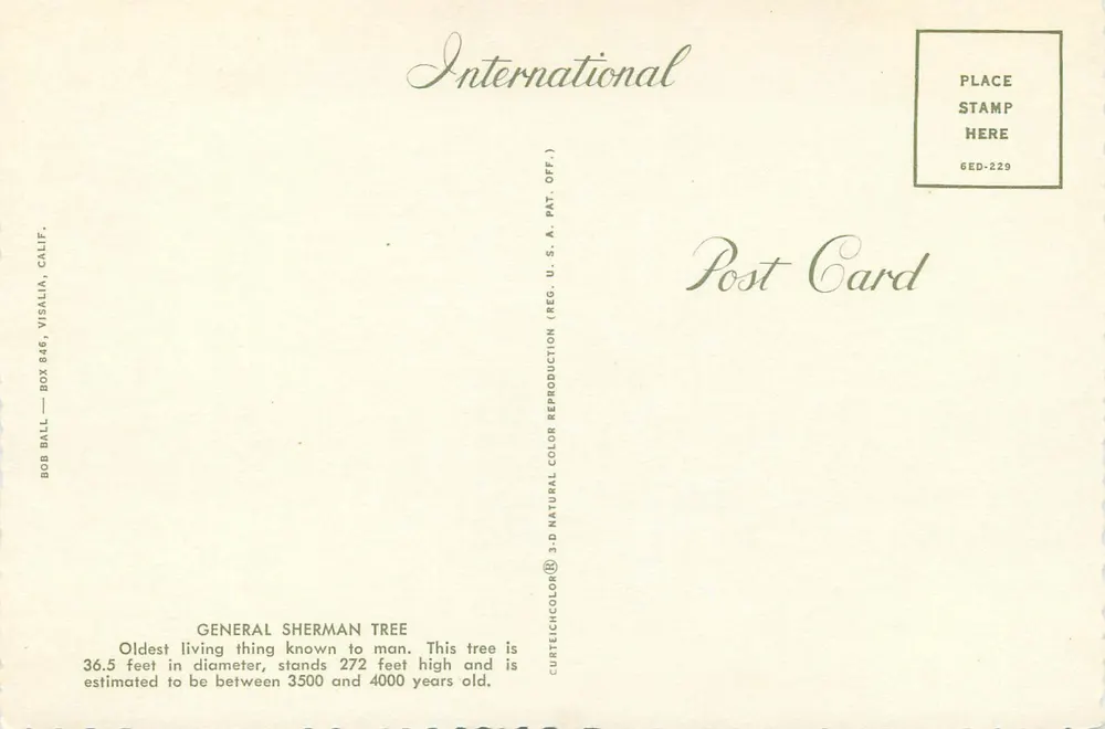 General Sherman — Parque Nacional Sequoia — International Post Card - Verso