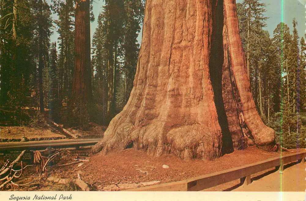 Árvore Sentinela — Parque Nacional Sequoia — International Post Card - Frente