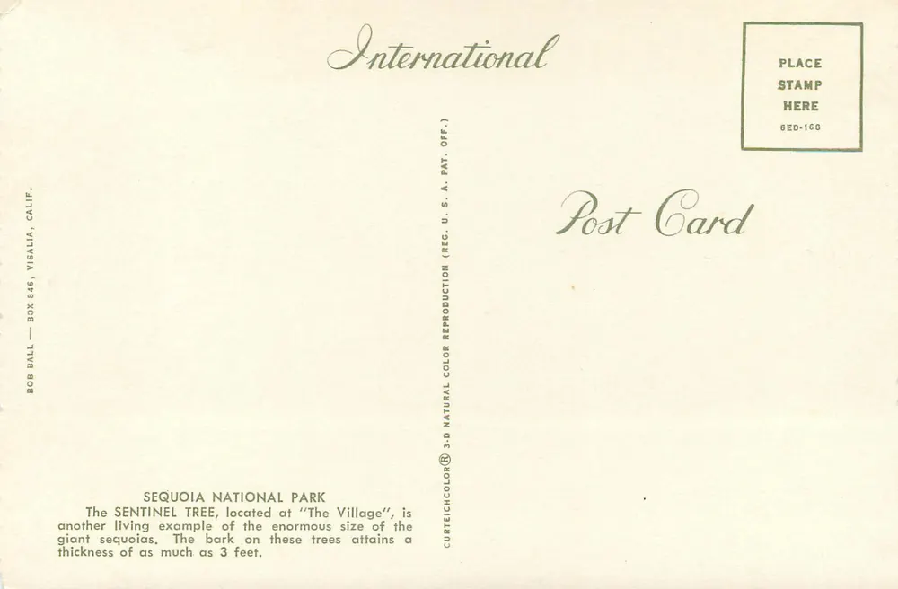 Árvore Sentinela — Parque Nacional Sequoia — International Post Card - Verso