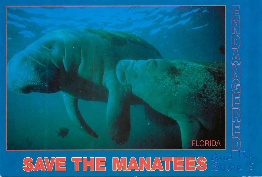 Manatees — Florida — Southern Card & Novelty, Inc. n° SEN-9211 - Frente