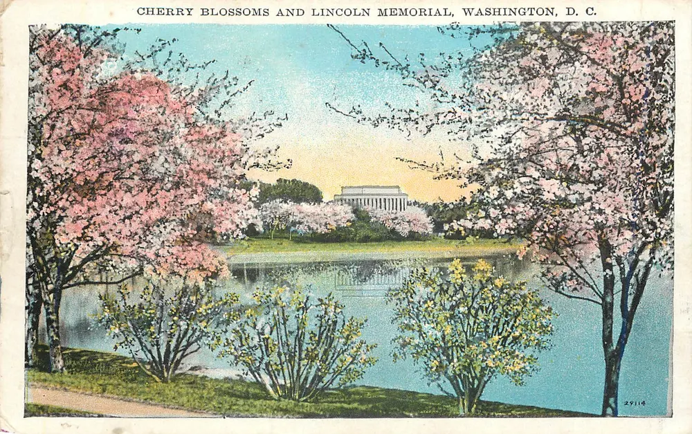 Ciliegi e Monumento a Lincoln, Washington D.C. — Pubblicato da B. S. Reynolds Co. — n° 27114 - Recto