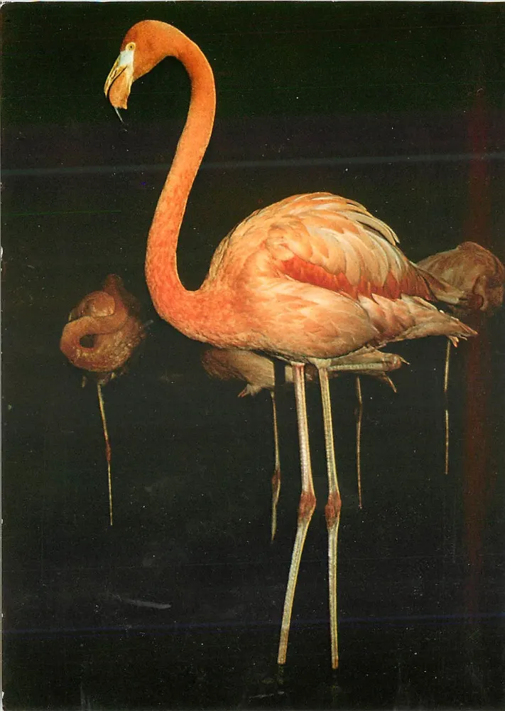 Rosaflammingo — Ansicht des Zoos La Palmyre — Nr. 10 - Vorderseite