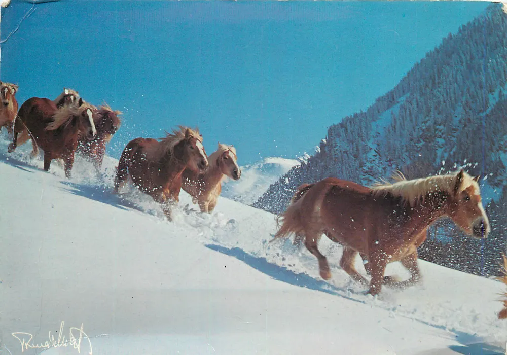 Chevaux sauvages enneigés — photoprint de Tomáš and Lída Miček — éditions agep, réf. 018 08 - Recto