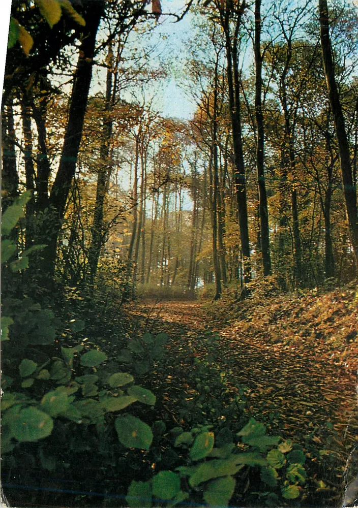 Floresta de outono — Saint-Prix (Val-d'Oise) — Foto BERTHIER em Grosley - Frente