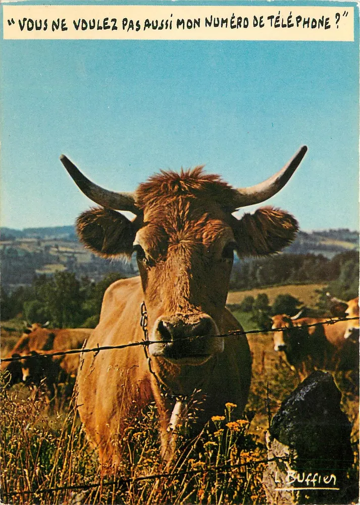 Vaca com chifres — humorística — L. Buffier - Frente