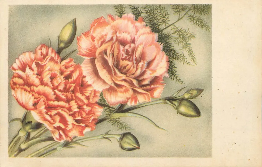 Duas pivoines rosas — ilustração botânica — Paris, editor depositado - Frente