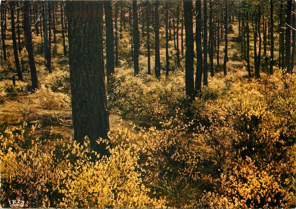 Floresta Landaise — na primavera — Edições « Théolac » - Frente