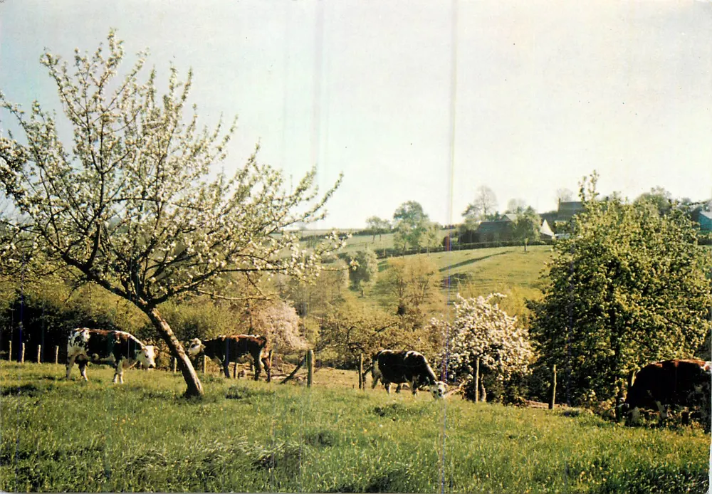 Bocage in Cotentin — ländlicher Landschaft mit Kühen und blühenden Kirschbäumen — Impression Pieran - Vorderseite