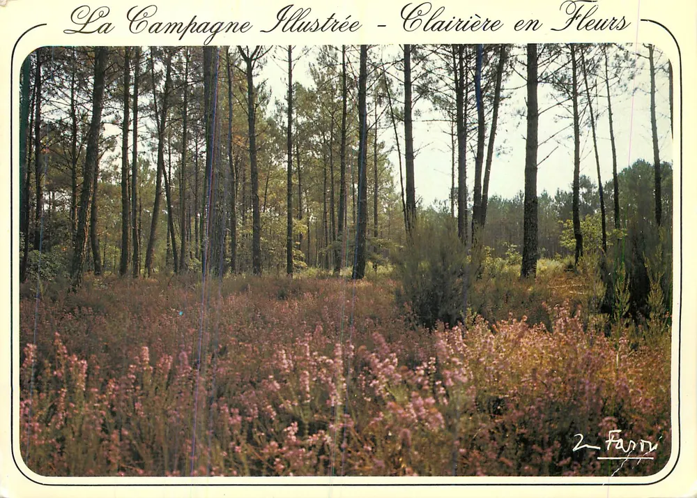 Clareira com flores — A Campagna Ilustrada — Edições Marcel Farou - Frente