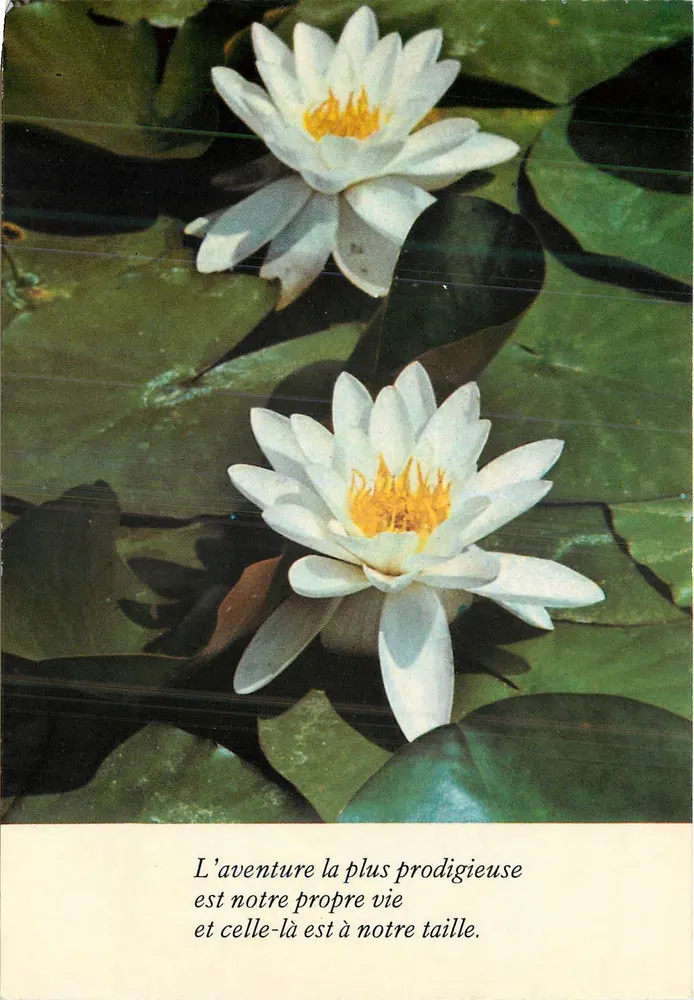 Weiße Wasserlilien — Die erstaunlichste Abenteuer ist unser eigenes Leben — Verlag nicht sichtbar, Seriennummer A 7710 - Vorderseite
