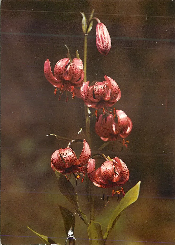 Lilium Martagon — variedade violeta — Engadin Press AG, n°206 - Frente