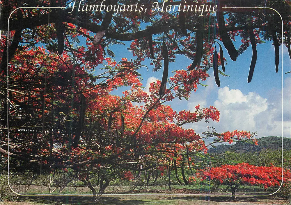 Flamboyants, Martinique — Editions André Exbrayat, Serie 64 60 58 - Vorderseite