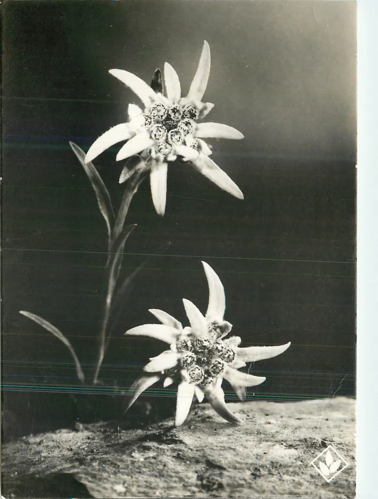 Edelweiss — Les Alpes — P. Tairraz, Paris - Recto