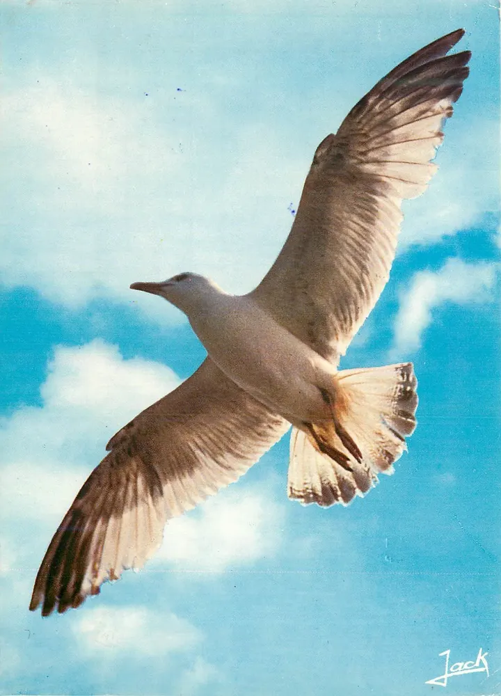 Voo de gaivota — Bretagne — Edições de Arte 'JACK' n°27700 - Frente