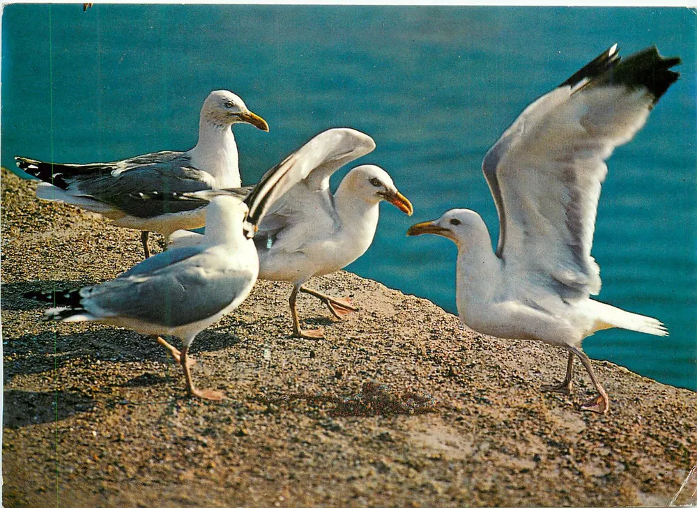 Falcões prateados — Bretagne — Edições de Arte 'JACK' n°22700 - Frente