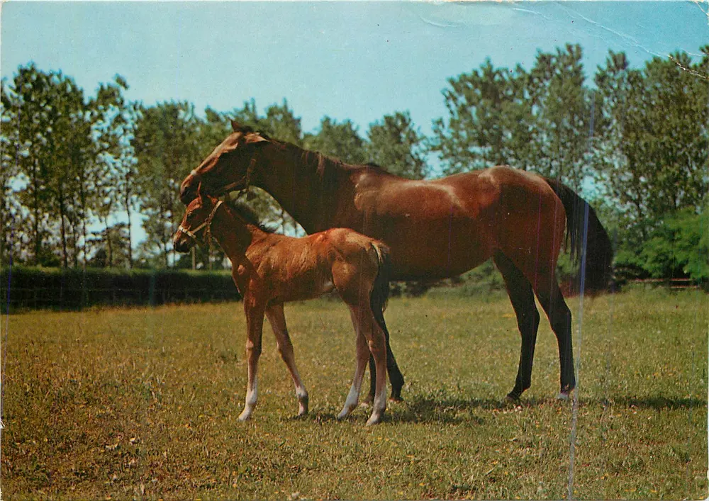 Cavalo e potro — campo verdejante — editor Garami Milano - Frente
