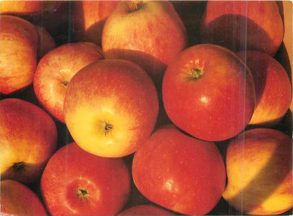 Maçãs — foto de frutas — Houtland, B-8200 Brugge - Lille - Den Haag, impresso na Bélgica - Frente