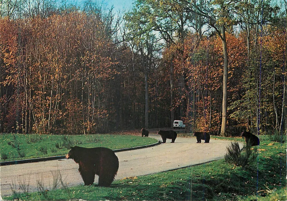Wilde Bären — Safari-Park von Haut-Vivarais — Sopravphoto - Vorderseite