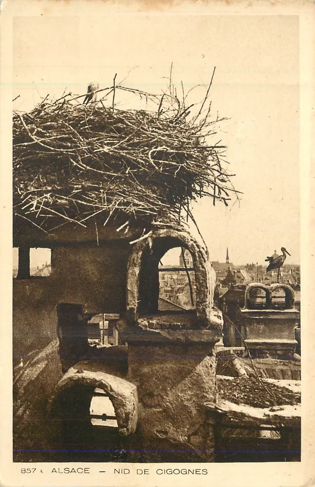 अल्सेस — कौगरी के घोंसला — श्रृंखला 857 - आगे