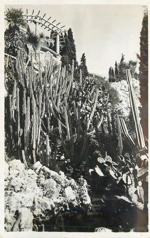 Mônaco. Os Jardins Exóticos — Cereus e Opuntia diversos — Edições La Cigogne - Frente