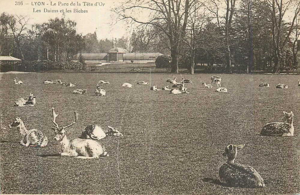 LYON - Der Park der Tête d'Or - Die Fallow- und Rehirsch - Vorderseite