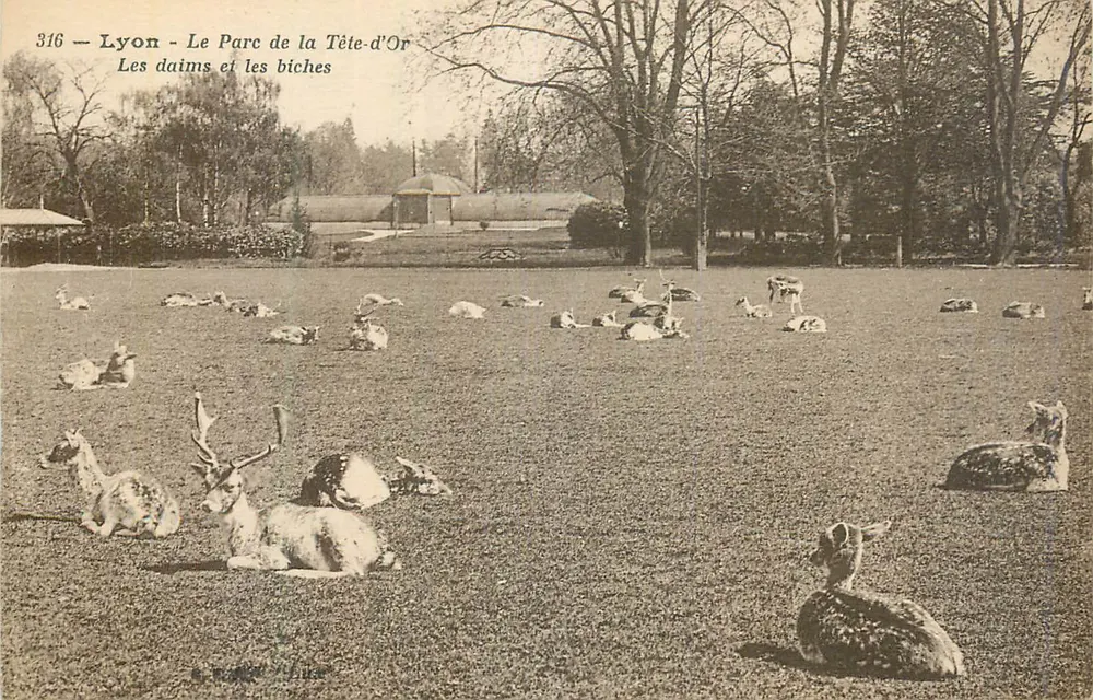 Lyon - Le Parc de la Tête-d'Or - Die Fallow- und Damhirsche - Vorderseite