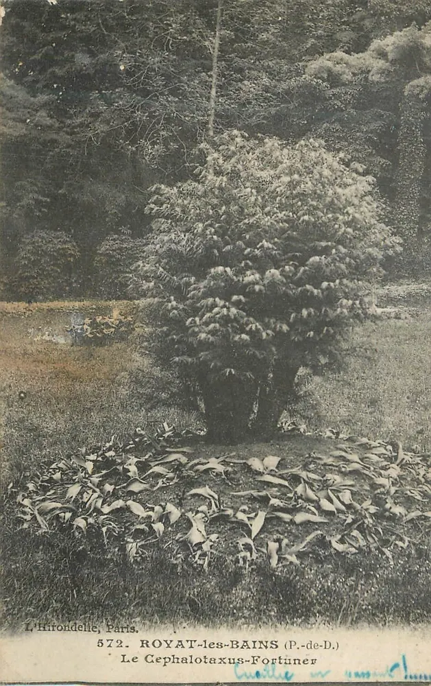 Der Cephalotaxus-Fortunér — Royat-les-Bains (P.-de-D.) — L'Hironnelle, Paris, n°572 - Vorderseite