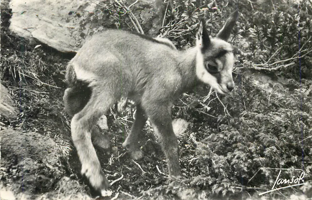 Pequeño Carnero — Paloma de la Montaña — Jansol - Anverso