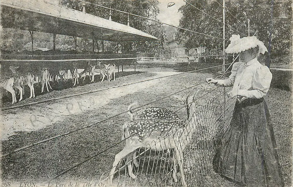 LYON — O Parque da Cabeça de Ouro — Mulher observando cervos - Frente