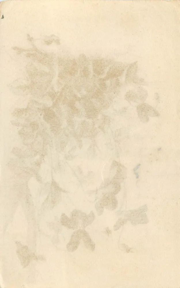 Violettes — illustration botanique — E. Garnet - Verso