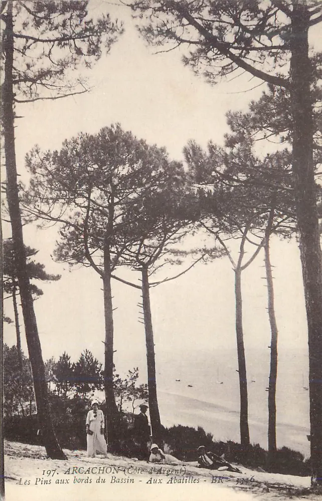 Kiefer am Rand des Beckens - Bei den Abatilles - Arcachon (Silberküste) - BR-3316 - Vorderseite